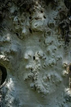 Ghosts in the tree bark. Wood texture. Stock Photos