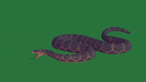 A gi in front of green screen and is standing on snake with its mouth open Stock Footage 335147661