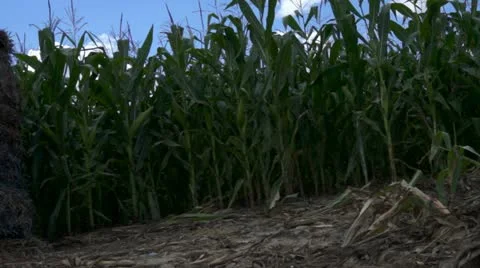 Gian Halloween Pumpkin Made Out Of Hay In A Corn Field Stock Footage 11806084