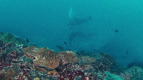 Gian oceanic manta rays or Mobula birostris slowly swim underwater, focus on the 스톡 동영상 246327844
