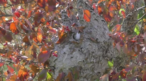 Giant Abandoned Bee Wasp Hive Stock Footage 69024097