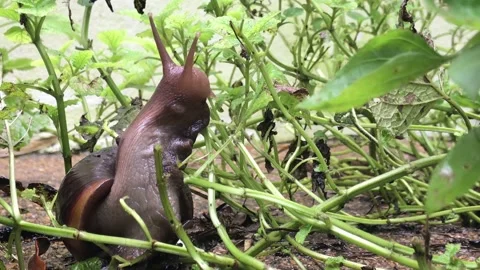 Giant African Snail in a Aromatic Herb Garden Stock Footage