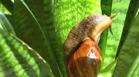 Giant African snail Video stock 10912922