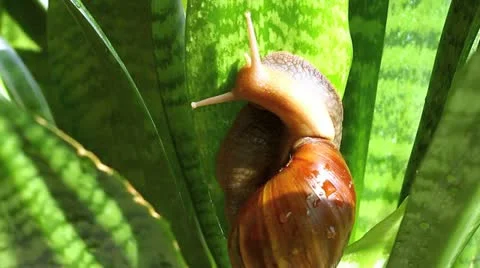 Giant African snail Stock Footage 10912926