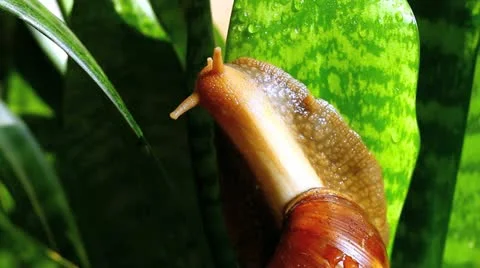 Giant African snail Video stock 10912929