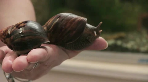 Giant African Snail Видео 35737597