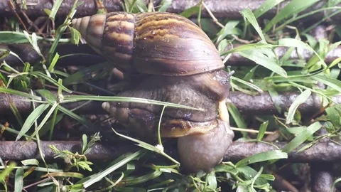 Giant African snail mating Stock Footage 109059174