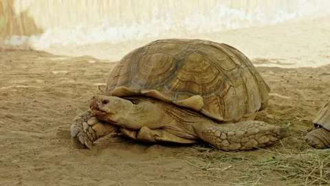 Giant African Spurred Tortoise Resting on Sand in Zoo Enclosure Video stock 343670080