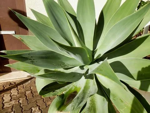 Giant Agave Stock Photos