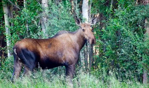 Giant alaskan moose female feeds on leaves forest edge Stock Photos