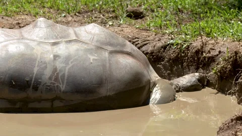 Giant Aldabra Tortoise Wallowing in a Mud Bath Outdoors Stock Footage 330851144