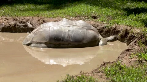 Giant Aldabra Tortoise Wallowing in a Mud Bath Outdoors Stock Footage 330930634