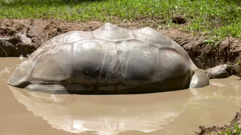 Giant Aldabra Tortoise Wallowing in a Mud Bath Outdoors Stock Footage 331412902