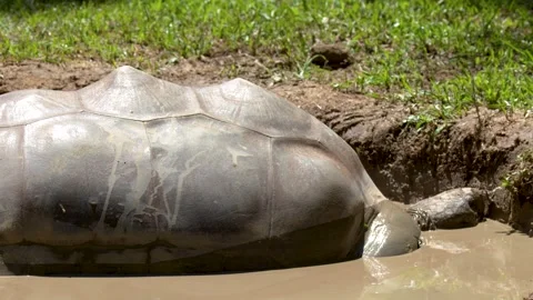 Giant Aldabra Tortoise Wallowing in a Mud Bath in Australia Stock Footage 331562868