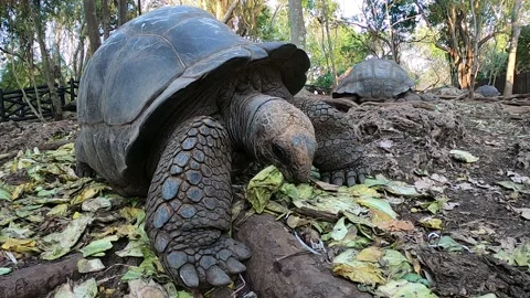 The giant Aldabra turtle eating a leaf in Prison Island, Zanzibar Stock Footage 196729402