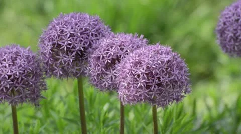 Giant allium (Allium Globemaster) Stock Footage 14611015
