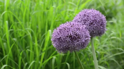 Giant allium (Allium Globemaster) Stock Footage 14611031
