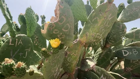 A giant aloe vera plant with scribbles all over it Video stock 280007798