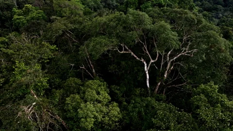 Giant amazon tree is growing above all other trees in a tropical forest Vidéo 336862384