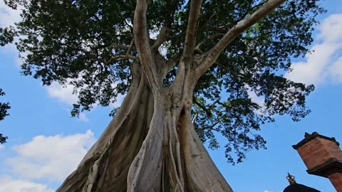 Giant ancient Banyan tree in Baru Village, Bali, Indonesia. Stock Footage 280288540