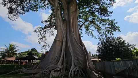 Giant ancient Banyan tree in Baru Village, Bali, Indonesia. Stock Footage 280288601