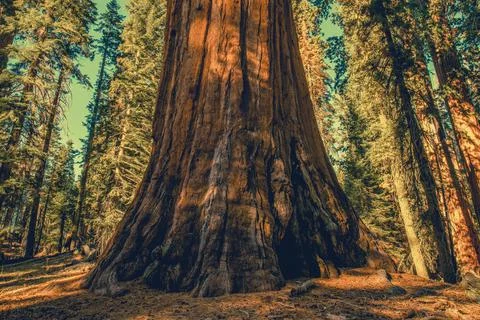 Giant Ancient Sequoia Tree Stock Photos