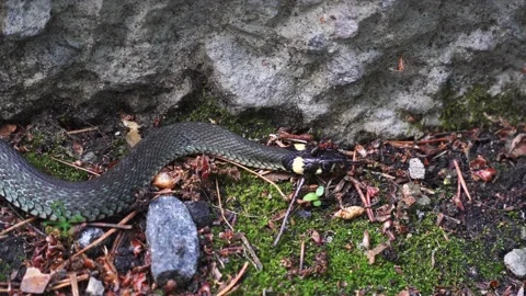 Giant ant attacks the snake. ant bites a snake behind his head Stock Footage 133271922