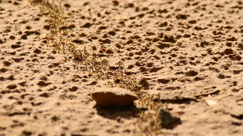 Giant Ant Colony on the March Stock Footage 42160027