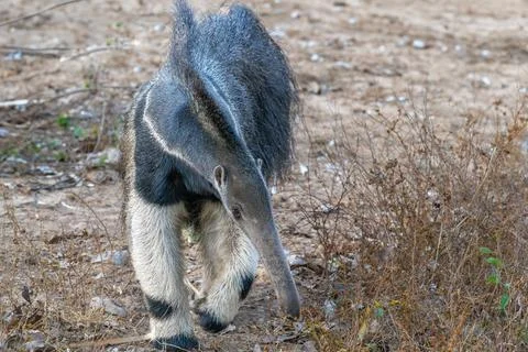 Giant Ant Eater close up Stock Photos