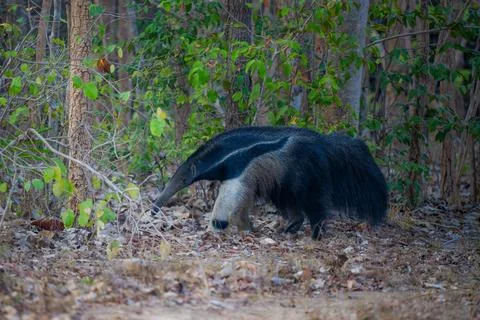 Giant Ant Eater on the move Stock Photos