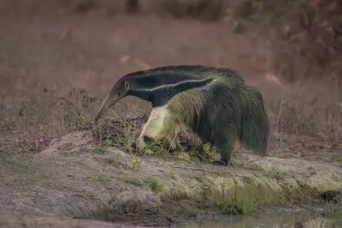 Giant Ant Eater Stock Photos