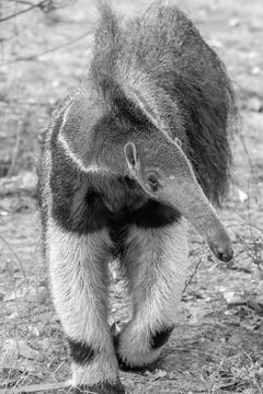 Giant Ant eater Stock Photos