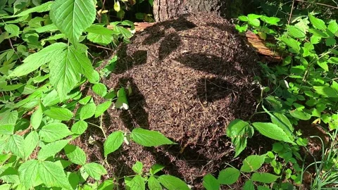 Giant Ant-hill full of working ants on a sunny summer day Stock Footage 141546445