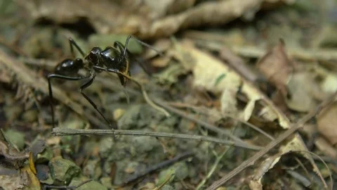 Giant Ant from Rainforest. Close Up Stock Footage 80435117