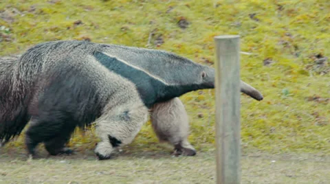 Giant Anteater Stock Footage 33745777