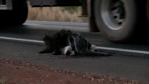 Giant anteater run over Stock Footage 249243280