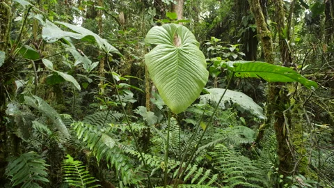 Giant Anthurium leaves in mossy cloudforest, Ecuador