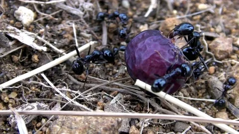 Giant Ants MACRO Stock Footage 201998367