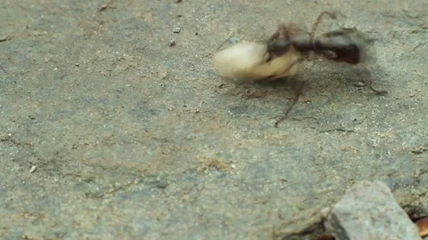 Giant Ants Saving Larvae Cocoons macro Stock-Footage 83897165