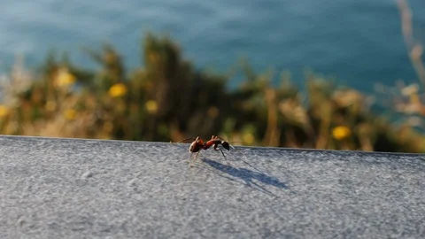 Giant ants on the side of the road Stock-Footage 102009386