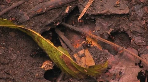 Giant ants work around the entrance to their colony. Stock Footage