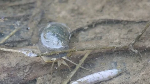 Giant apple snail crawl under the water Stock Footage 76913431