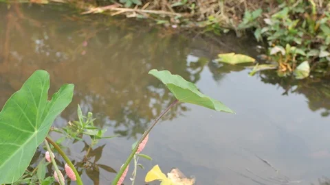 Giant apple snail egg mass on the stem of taro Stock Footage 87917839