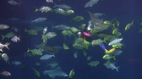 Giant Aquarium Stock Footage 3980312