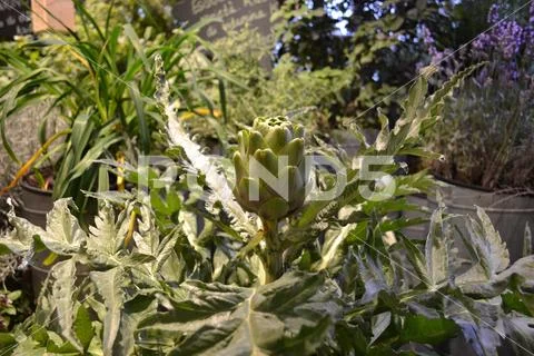 Giant artichoke plant with ripe flower bud on it. Stock Photos