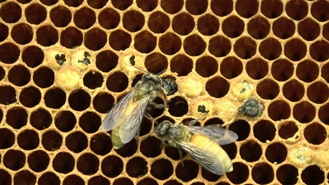Giant Asiatic Honey Bees, Malaysia Stockbeeldmateriaal 130163553