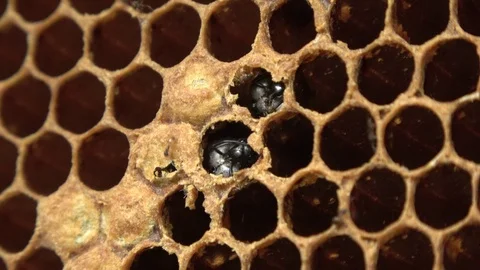 Giant Asiatic Honey Bees, Malaysia Stockbeeldmateriaal 130164341