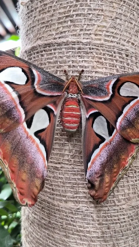 Giant Atlas Moth Close Up Push In Macro Shot Attacus Atlas Large Insect Stock Footage 340227650