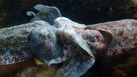 Giant Australian Cuttlefish mating congregation Stock Footage 229709024