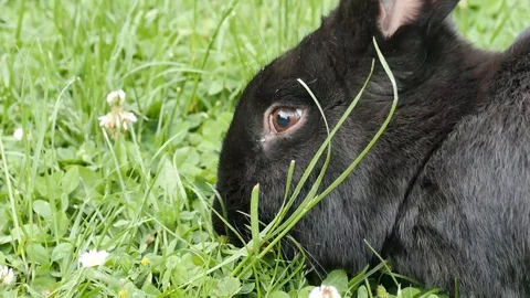 A giant back rabbit is eating grass in a garden Stock Footage 90772101